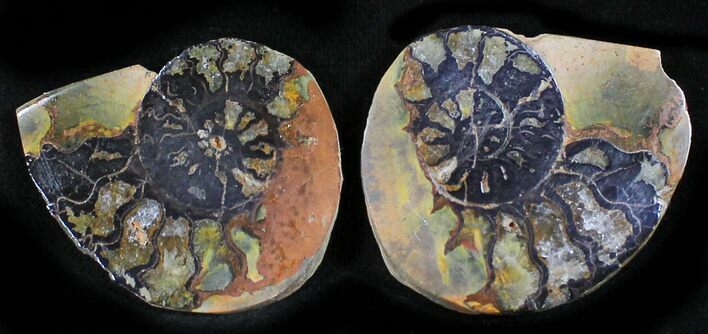Iron Replaced Ammonite Fossil Pair #27475
